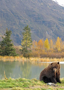 Wild bear in Alaska