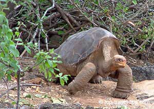 Lonesome George while he was alive Lonesome George Pinta Island Tortoise
