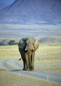 Desert elephant Namibia