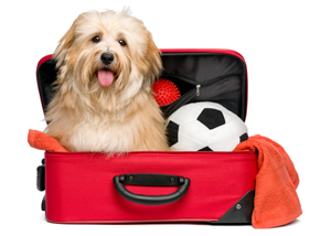 What to pack for your dog