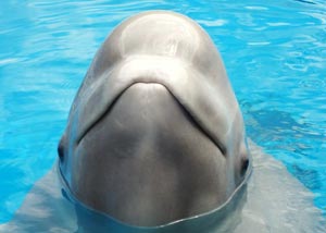 Solo travel tips - Remember to smile Smiling Beluga whale