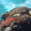Two Iguanas on rock in Galapagos