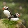 Two puffins in Iceland