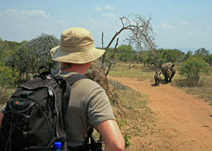 Man on African safari watching two Rhinos